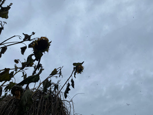 Gagnées du terrain / Comprises à jamais. Des sagesses à considérer.