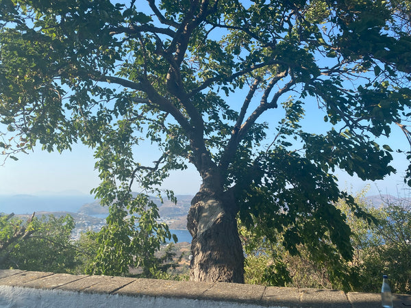 Mamie Merveilles & Grannie Wonderful